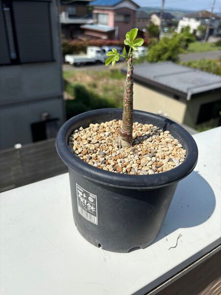 アデニア グラウカ 塊根植物 多肉植物 発根済 観葉植物 コーデックス