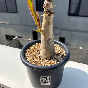 キフォステンマ ユッタエ コーデックス 塊根植物 観葉植物 多肉植物