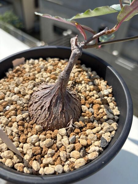 ペトペンチア ナタレンシス 塊根植物 塊根 コーデックス 観葉植物 肥大化 メタリックパープル