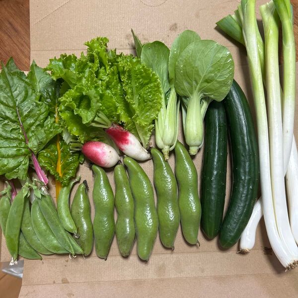 野菜詰め合わせ 明日収穫