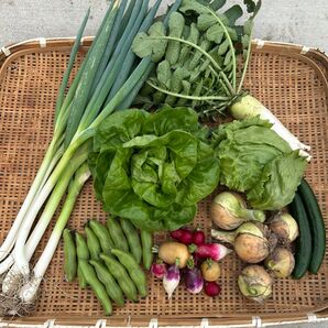 80サイズ 野菜詰め合わせ