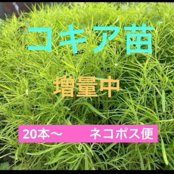 コキア苗 20本