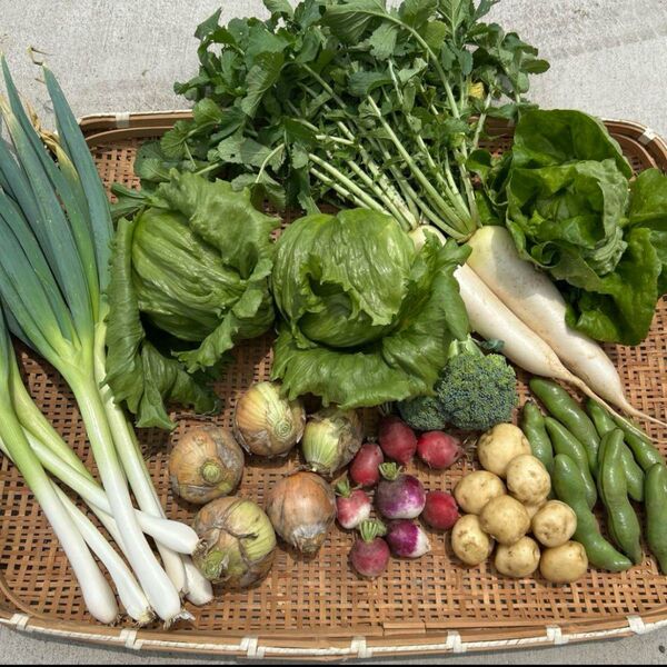 100サイズ 野菜詰め合わせ 10種類以上