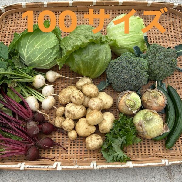 野菜詰め合わせ 100サイズ