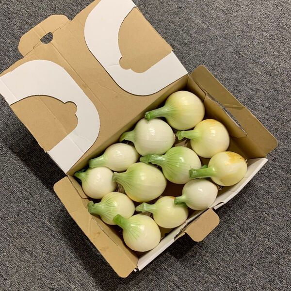 玉葱(家庭菜園)朝採り/朝収穫/無農薬/野菜/常温便/新たまねぎ
