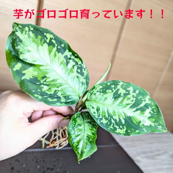 【芋がゴロゴロ!!】★yuki★アグラオネマピクタム ホワイトデビル
