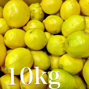 レモン ノンケミレモン 10kg