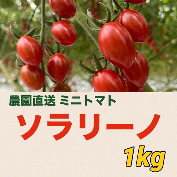 【本日収穫】ソラリーノ 1kg 栃木県産 農園直送 新鮮 プリッとコクうま 高糖度 ミニトマト