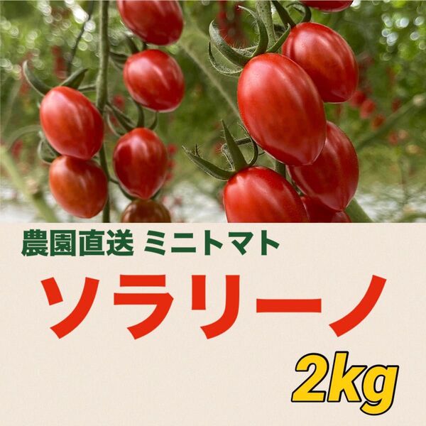 ソラリーノ 2kg 栃木県産 農園直送 新鮮 プリッとコクうま 高糖度 ミニトマト