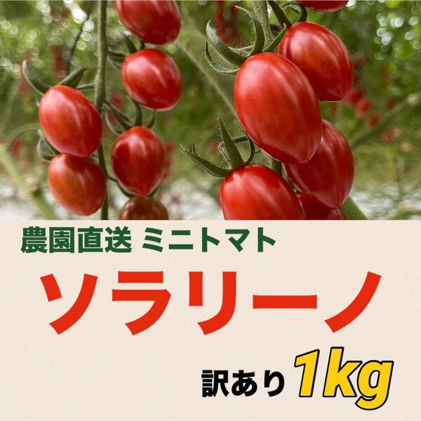 【本日収穫】訳ありソラリーノ 1kg 栃木県産 農園直送 新鮮 プリッとコクうま 高糖度 ミニトマト