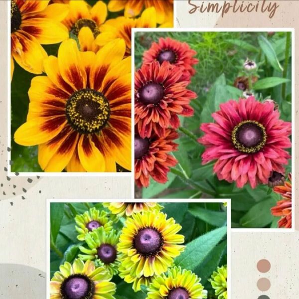 *.゜ルドベキア 3種 種セット 花の種