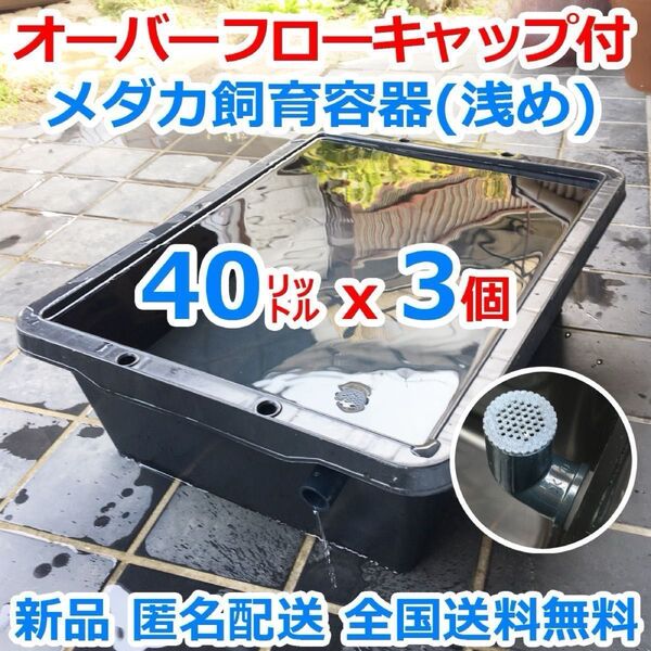 メダカ飼育ケース【40㍑トロ舟3個 オーバーフローキャップ付】メダカ飼育容器 金魚飼育 豪雨対策 ビオトープ 水草【五色アクア】
