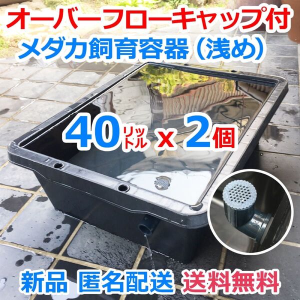 メダカ飼育ケース【40㍑トロ舟2個 オーバーフローキャップ付】メダカ飼育容器 金魚飼育 大雨対策 ビオトープ 水草【五色アクア】