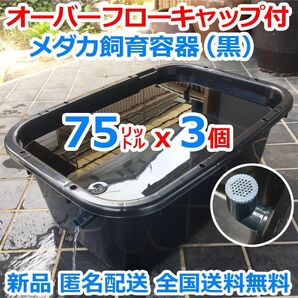 メダカ飼育容器【75㍑ 黒3個 オーバーフローキャップ付 】 メダカ飼育ケース めだか水槽 金魚 ビオトープ 睡蓮 五色アクア