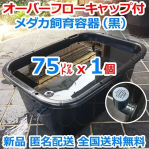 メダカ飼育容器【75㍑ 黒1個 オーバーフローキャップ付 】 メダカ飼育ケース めだか水槽 金魚 ビオトープ 睡蓮 越冬