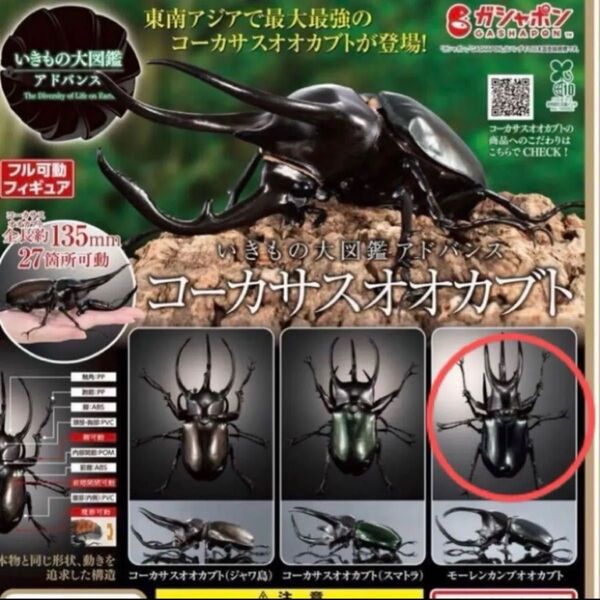 コーカサスオオカブト いきもの大図鑑アドバンス いきもの大図鑑 バンダイ ガチャ モーレンカンプオオカブト