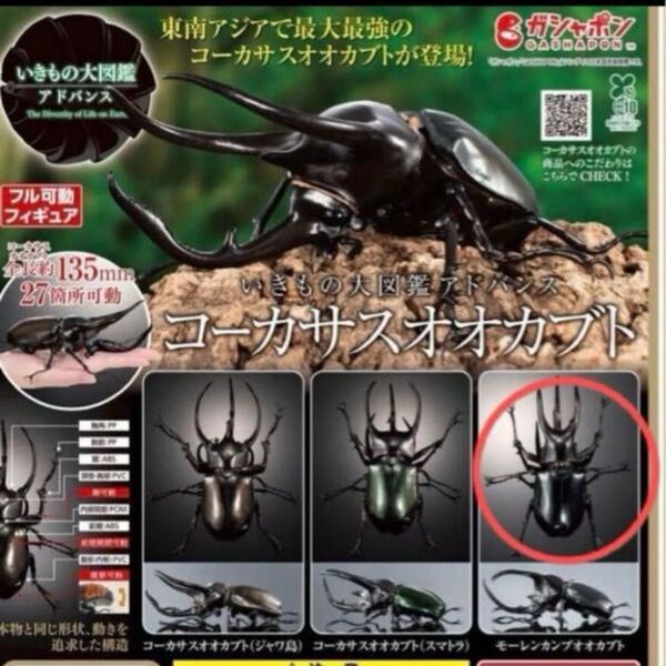 コーカサスオオカブト いきもの大図鑑アドバンス いきもの大図鑑 バンダイ ガチャ モーレンカンプオオカブト