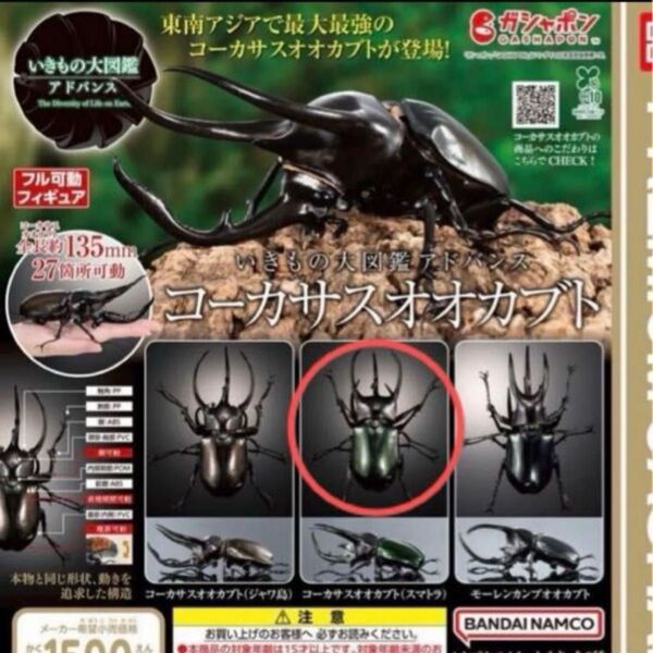 コーカサスオオカブト いきもの大図鑑アドバンス いきもの大図鑑 バンダイ ガチャ スマトラ