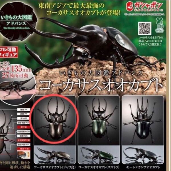 コーカサスオオカブト いきもの大図鑑アドバンス いきもの大図鑑 バンダイ ガチャ ジャワ島