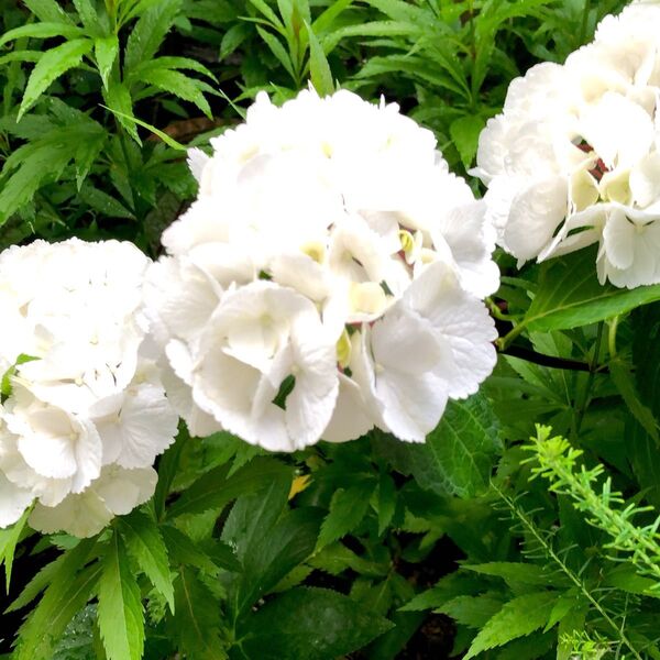 黒軸紫陽花 ハイドランジア ゼブラ 白 花芽一つ