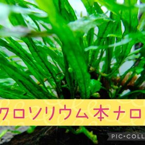 5株 ミクロソリウム本ナロー 無農薬 水中葉 水草