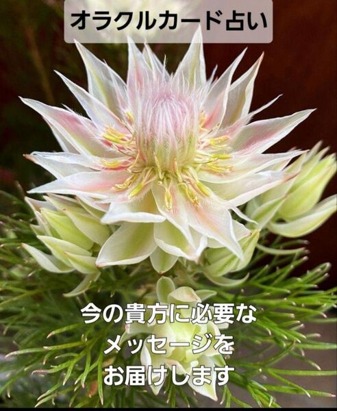 オラクルカード占い 鑑定書付き