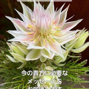 オラクルカード占い 鑑定書付き