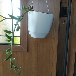 多肉植物 グリーンネックレス 根っこたっぷり 03