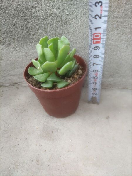 アドロミスクス 神想曲 多肉植物 抜き苗 根っこたっぷり