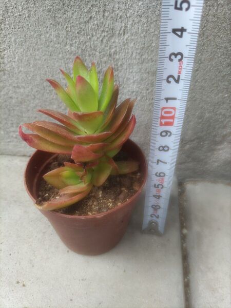 多肉植物 クラッスラ 火祭り 抜き苗 根っこたっぷり
