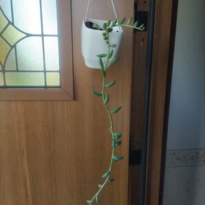 グリーンネックレス 根っこたっぷり 観葉植物 01