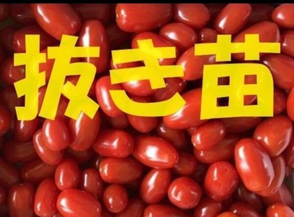 抜き苗 5株 甘みがギュッと詰まったミニトマトのアンジェレ 家庭菜園チャレンジに