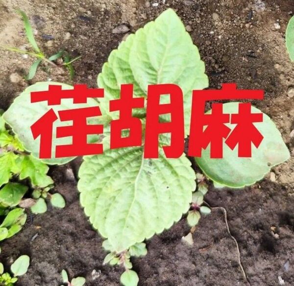 荏胡麻の抜き苗 本葉4枚以上 20株 エゴマ 大叶緑紫蘇 家庭菜園にも