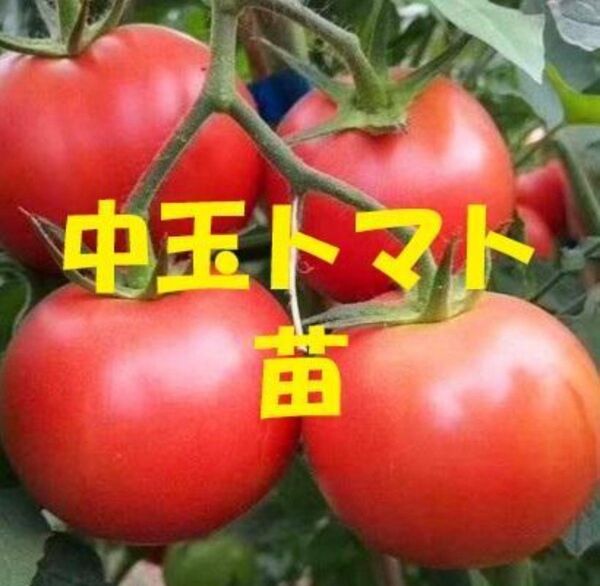 中玉トマトの抜き苗 5株 リコピン1.5倍