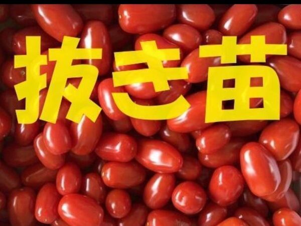 抜き苗 5株 甘みがギュッと詰まったミニトマトのアンジェレ 家庭菜園チャレンジに