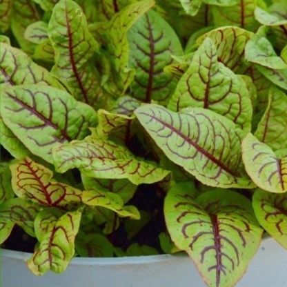 格安 多年草 レッドソレル マイクロリーフ 抜き苗2株 食用紅脉酸膜叶 酸膜叶