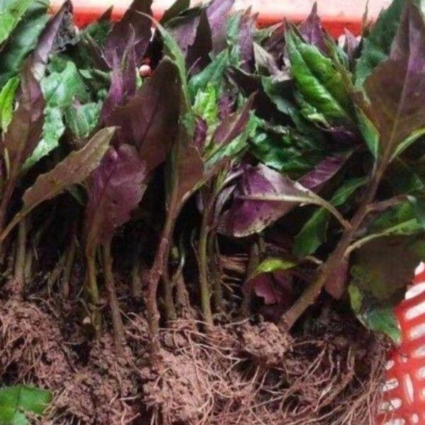 多年草 金時草の抜き苗 水前寺菜 ハンダマ 式部草 紅鳳菜 紫背菜 皮血菜 5株