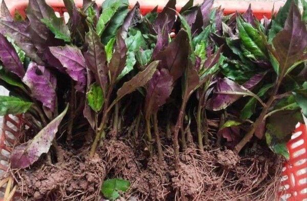 多年草 金時草の抜き苗 水前寺菜 ハンダマ 式部草 紅鳳菜 紫背菜 皮血菜 5株