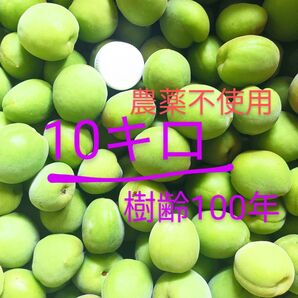 青梅 10キロ 農薬不使用 手摘み ご注文後収穫