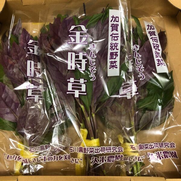 加賀野菜 金時草3把セット