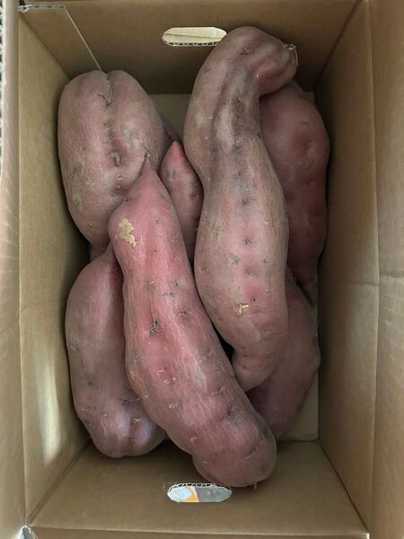 ラスト1ケースのみ 加賀野菜 五郎島金時芋3.5kg箱 LLサイズ(おまけ付き)