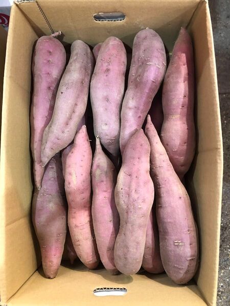ラスト2.5kg 加賀野菜 五郎島金時芋 中サイズ