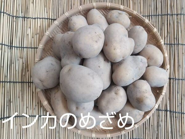 新じゃがいも 無農薬三種 5kg 詰め合わせ
