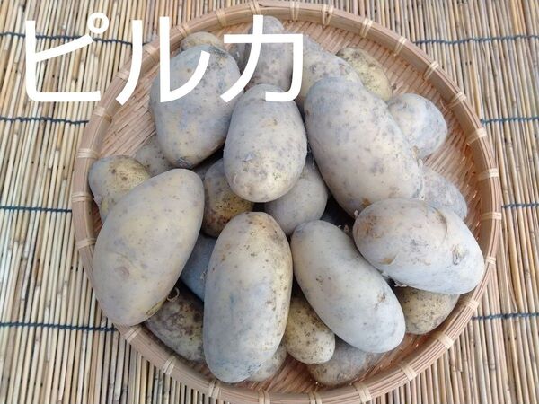 新じゃがいも 無農薬2種 5kg 詰め合わせ