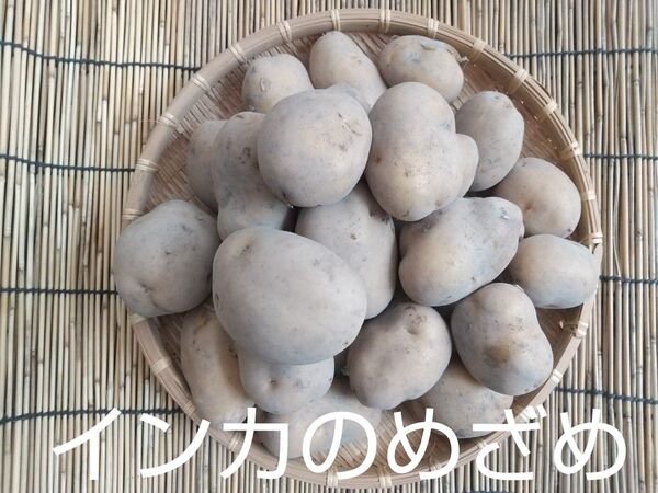 新じゃがいも 無農薬三種 5kg 詰め合わせ