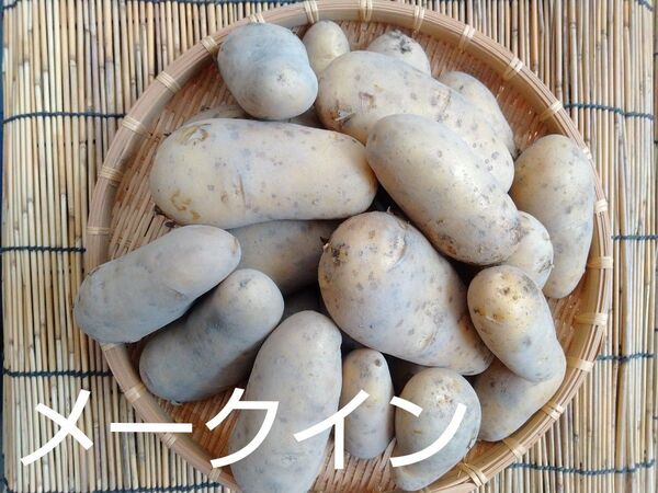 新じゃがいも メークイン 無農薬 5キロ