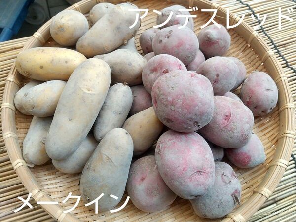 新じゃがいも 無農薬2種 詰め合わせ 5kg
