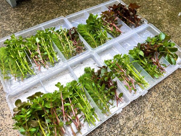 水上葉MIX7種50本ビオトープ・アクアリウムにオススメ!水草 水上葉 メダカ エビ 無農薬