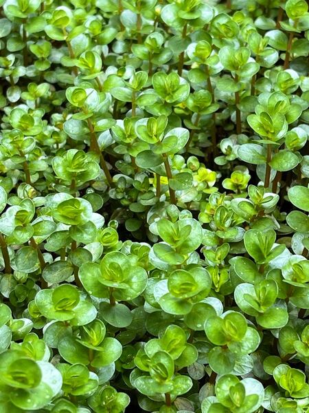 ロタラ福建省 水上葉10本 水草 ビオトープ メダカ エビ アクアリウム