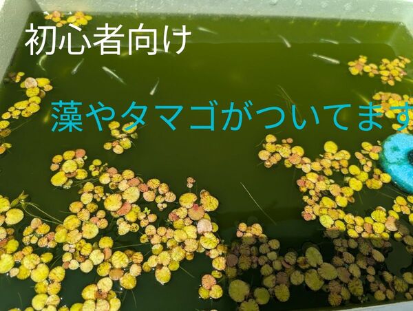 アマゾンフロッグピット 10株 オマケにタマゴ100個付き 初心者向け